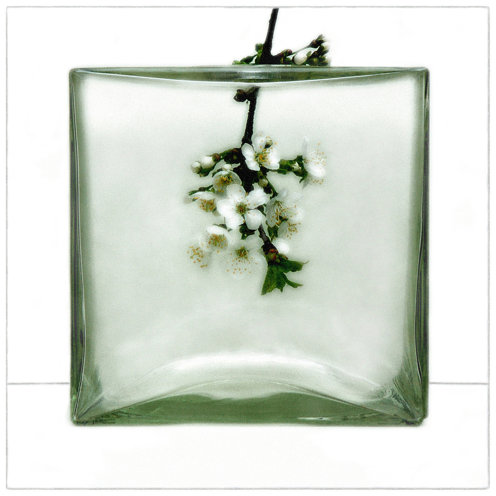 Cherry Blossoms In Glass by Huib Limberg — canvas wall art
