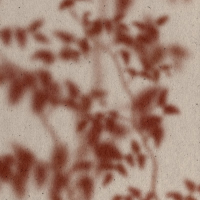 Warm Plant Shadows