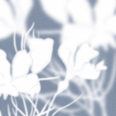 Ethereal Floral Silhouettes