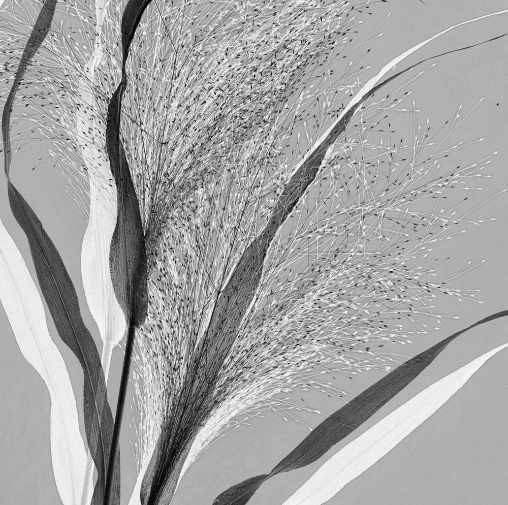 Elegant Botanical Forms by Saskia Dingemans — canvas wall art