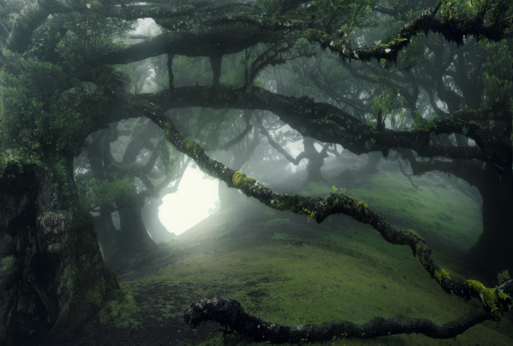 Misty Enchanted Forest by Stan Huang — canvas wall art