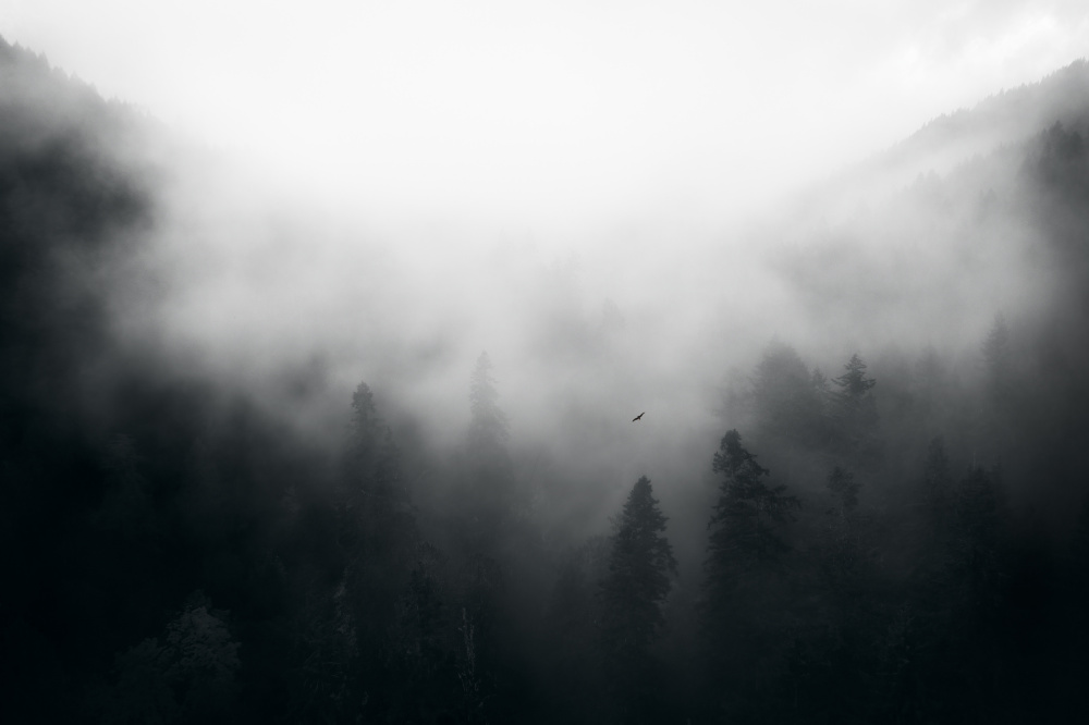 Misty Forest Mountains by Gerald Macua — canvas wall art