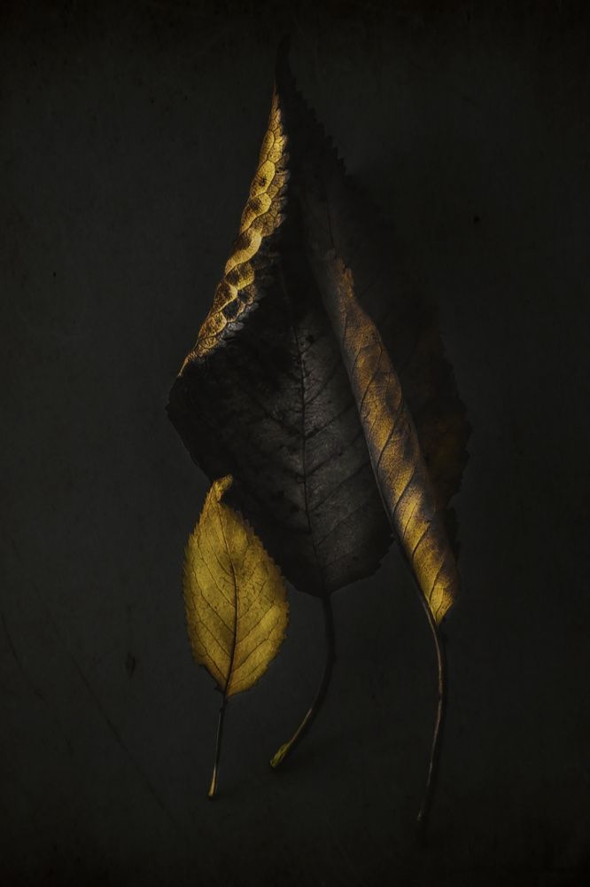 Dark Golden Leaves by Ingrida Urbonavičienė — canvas wall art