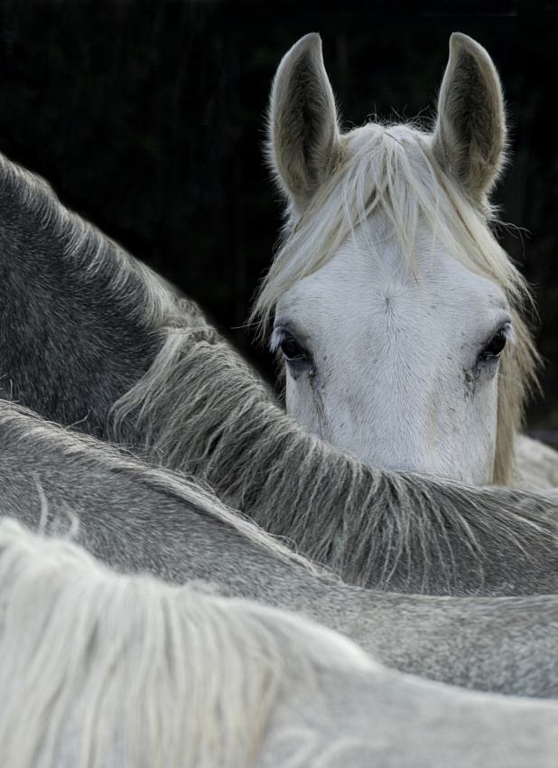 Curious Horse Peeking by Milan Malovrh — canvas wall art