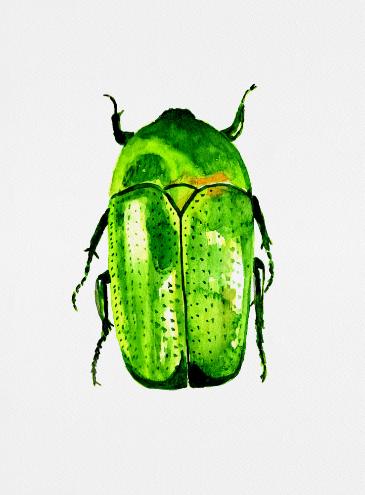 Green Beetle Watercolor by Kata Botanical — canvas wall art