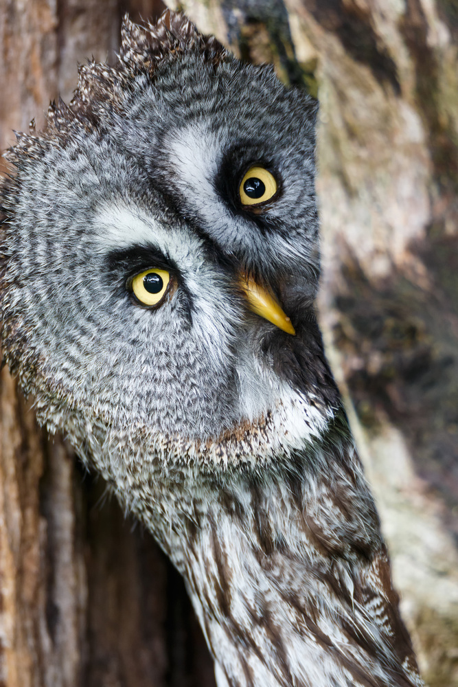 Great Grey Owl Gaze by Jesus Concepcion Alvarado — canvas wall art