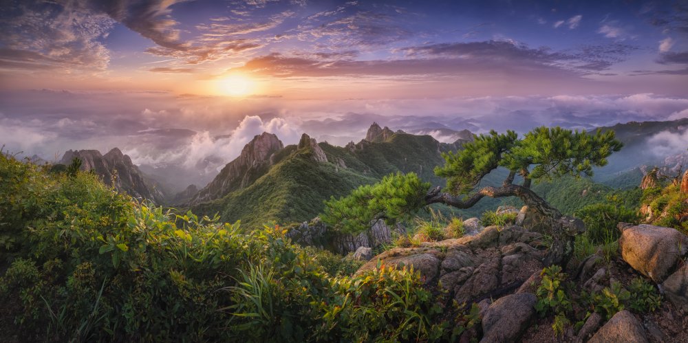 Pine tree on the rock by Tiger Seo — canvas wall art