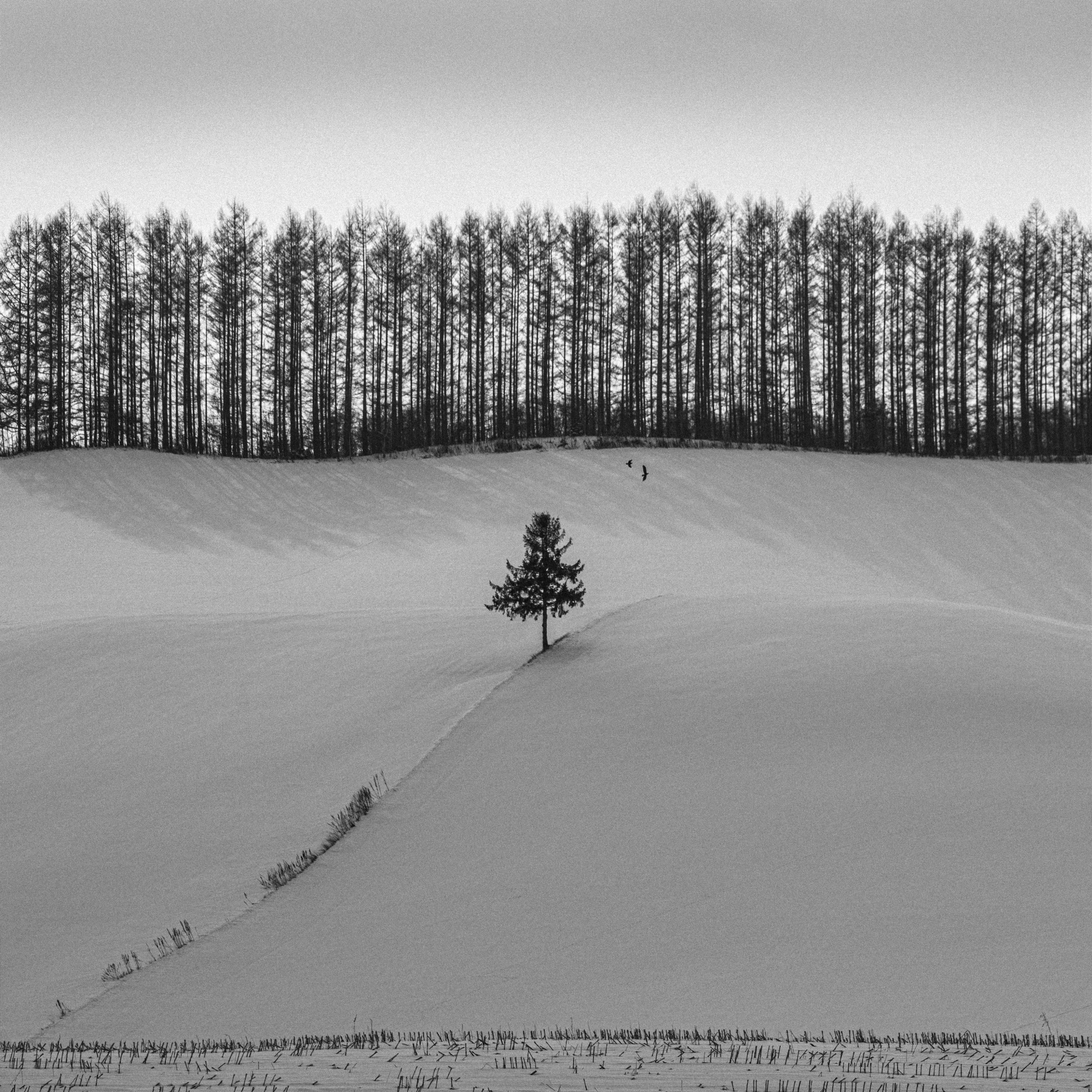 Facing the Forest