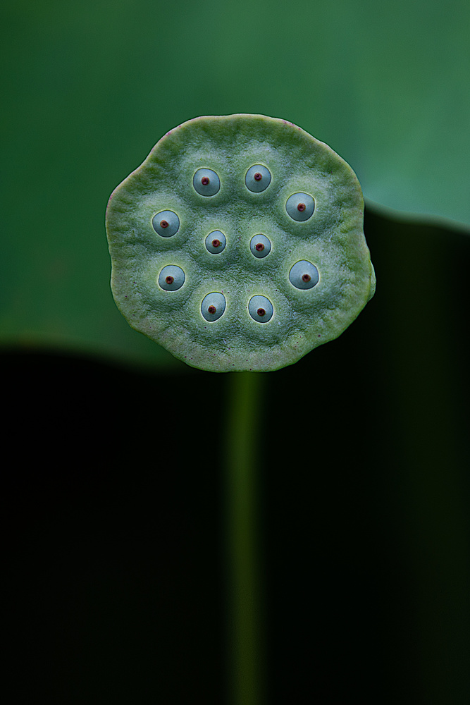 Serene Lotus Pod by Yanny Liu — canvas wall art