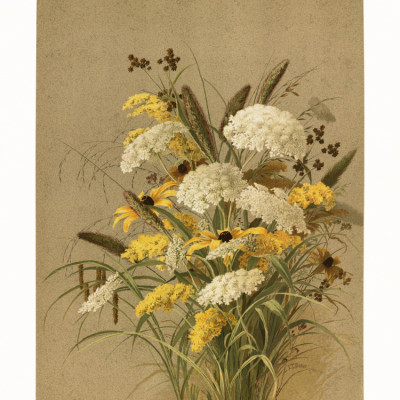 Hemlock, Ox Eye Grasses and Golden Rod