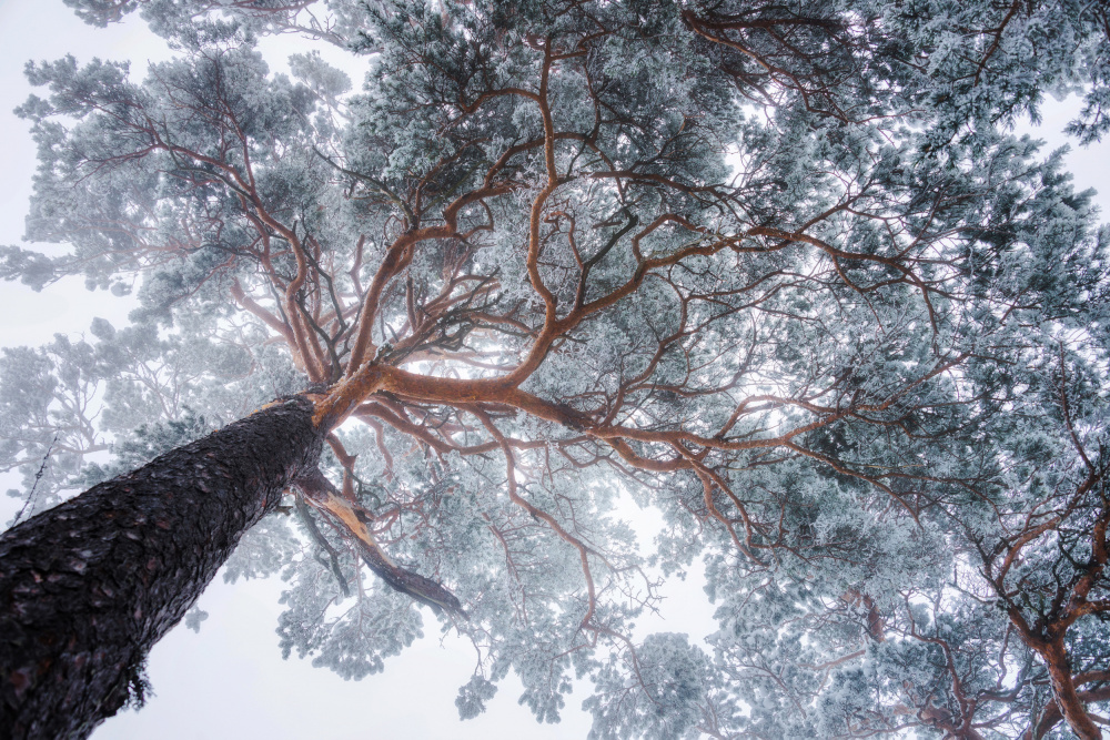 Frosted Pine Canopy by Ales Krivec — canvas wall art