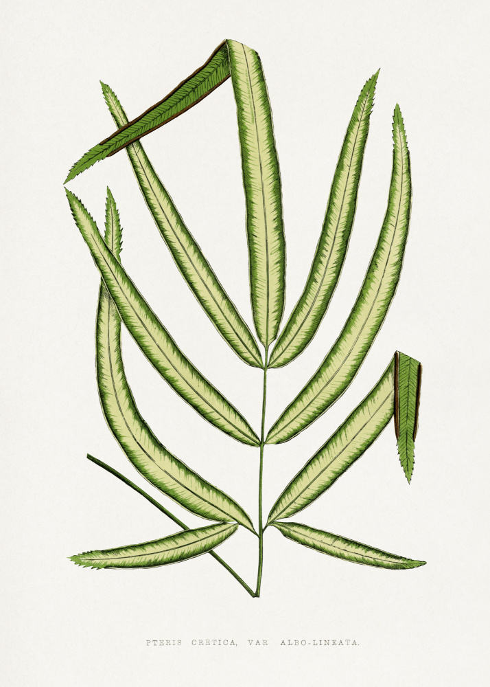 Pteris Cretica Leaf Illustration by Les Plantes a Feuillage Colore — canvas wall art
