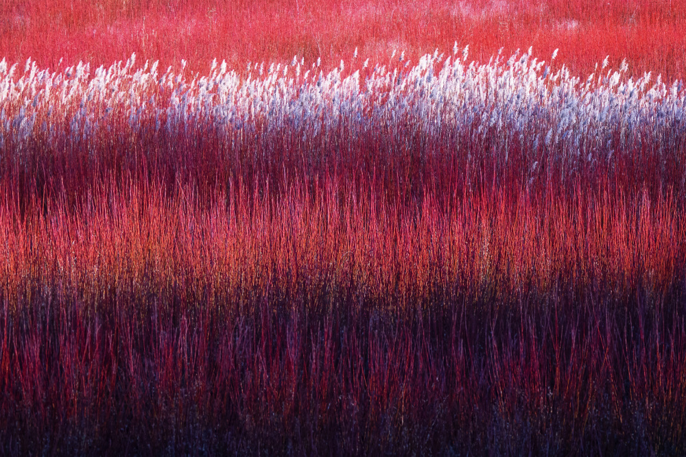 Red Purple Reeds by Rodrigo Núñez Buj — canvas wall art