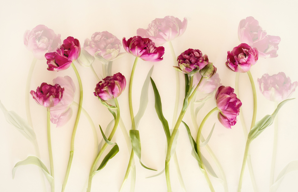 Dreamy Pink Tulips by Ellen van Deelen — canvas wall art