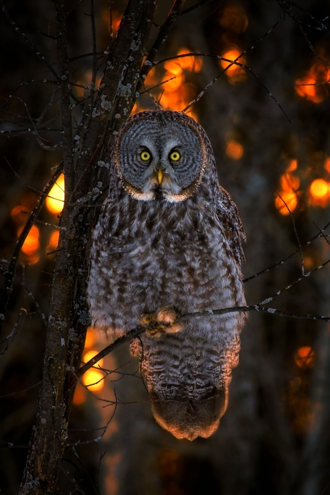 Golden Hour Owl by Nick Kalathas — canvas wall art