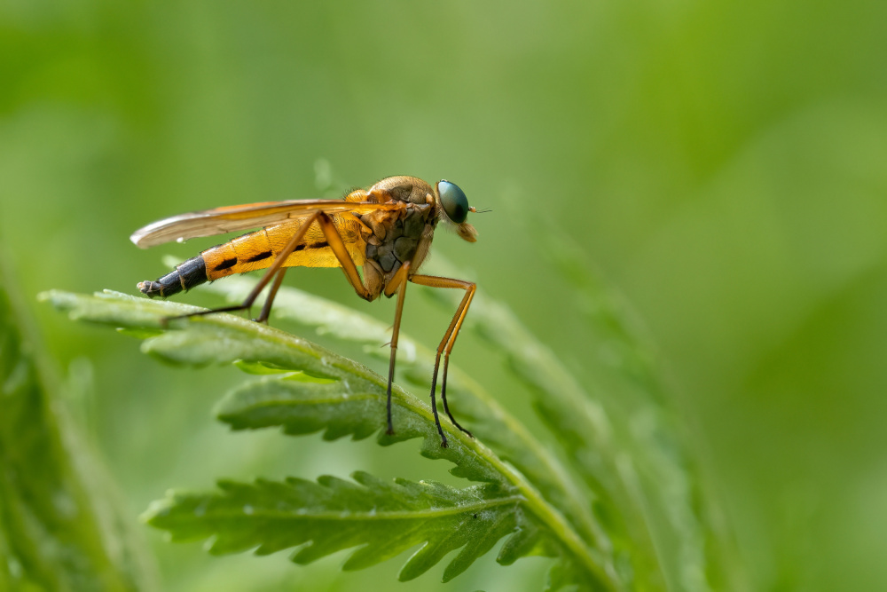 Golden Fly on Green by Rostislav Kralik — canvas wall art