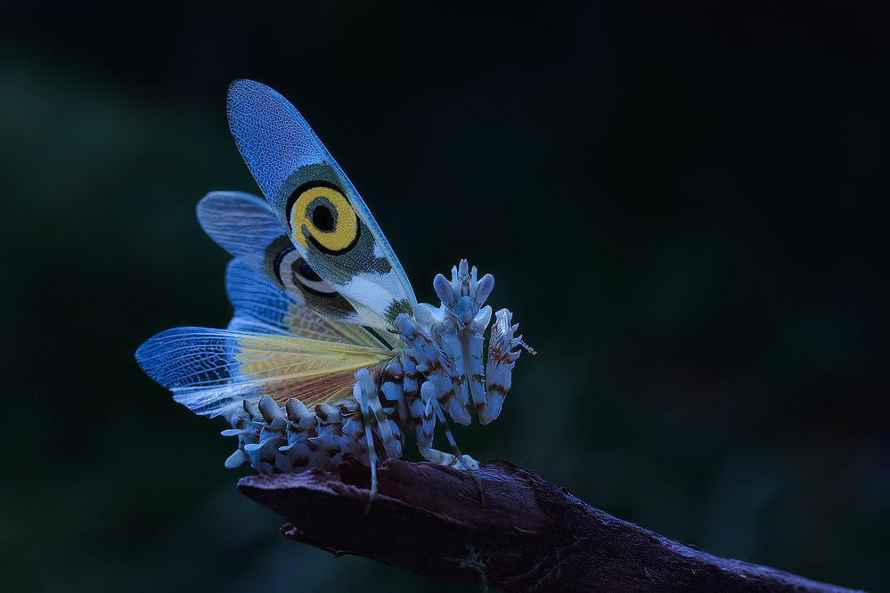 Orchid Mantis Eye Spot by Jimmy Hoffman — canvas wall art