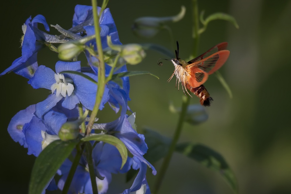 Hummingbird Moth Blue Flower by Peter Stahl — canvas wall art