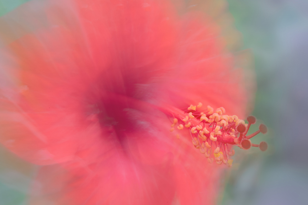 Soft Pink Hibiscus by Florent Dirk Thies — canvas wall art