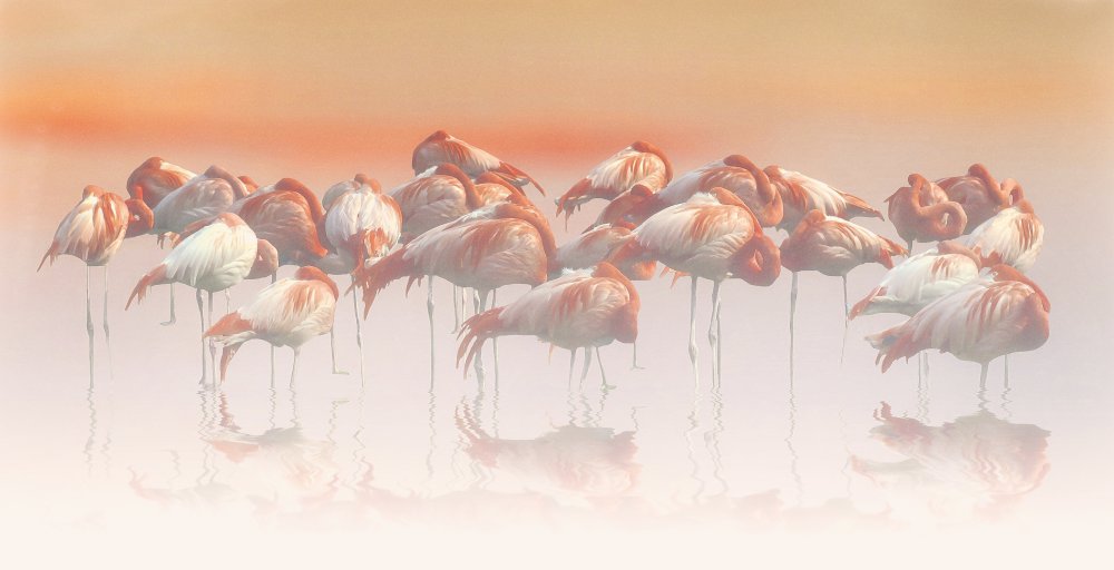 Pink Flamingos Soft Serenity by Anna Cseresnjes — canvas wall art