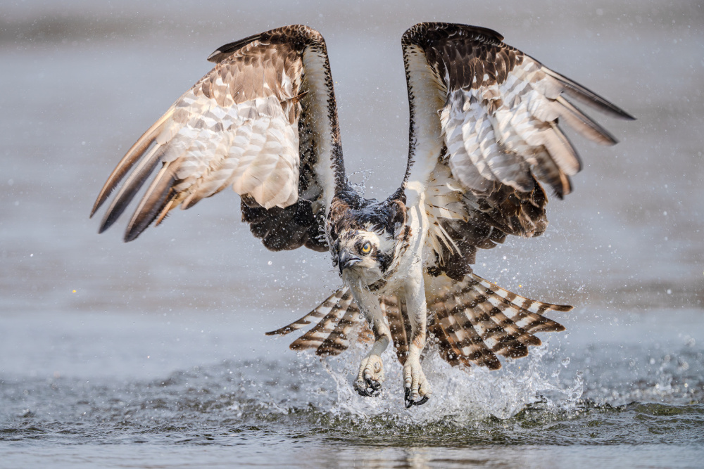 Powerful Osprey Takeoff by Johnny Chen — canvas wall art