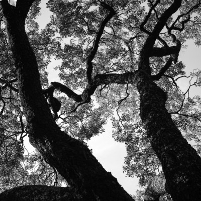Silent Canopy