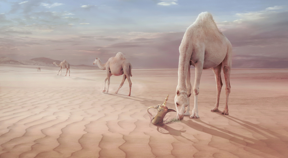 Arabian Desert Camels by Sulaiman Almawash — canvas wall art