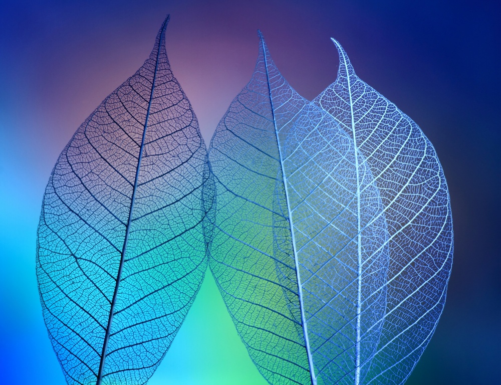 Vibrant Leaf Skeletons by Shihya Kowatari — canvas wall art