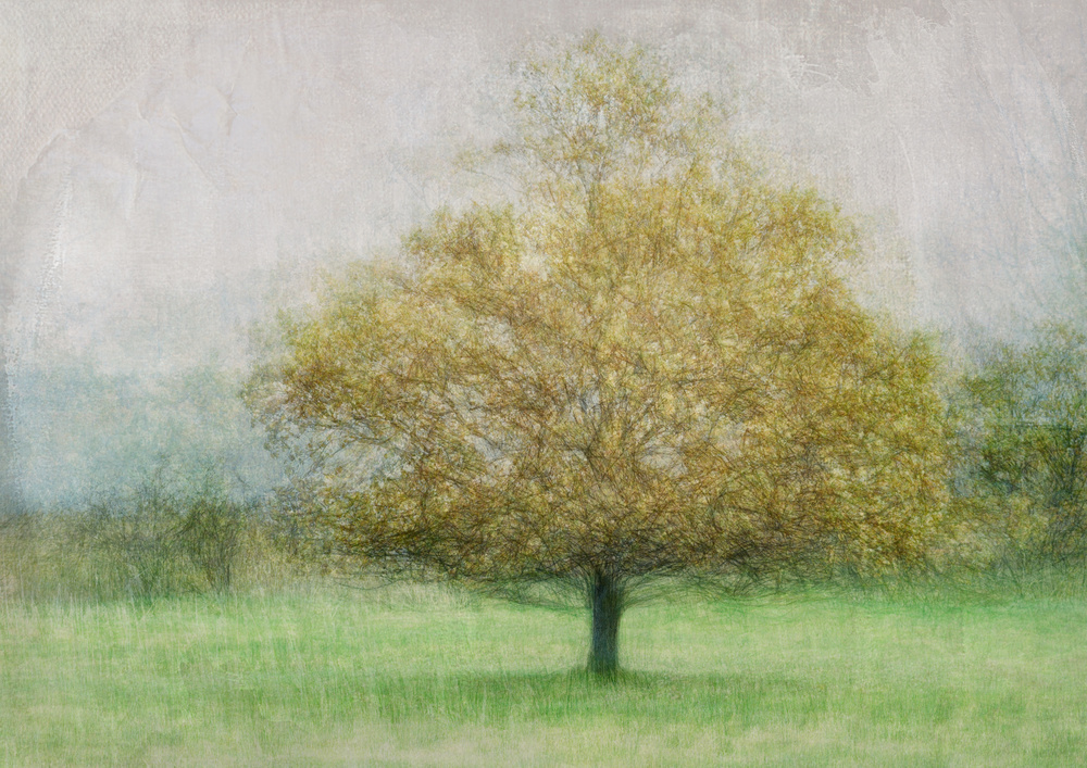 Serene Lone Tree by Katarina Holmström — canvas wall art