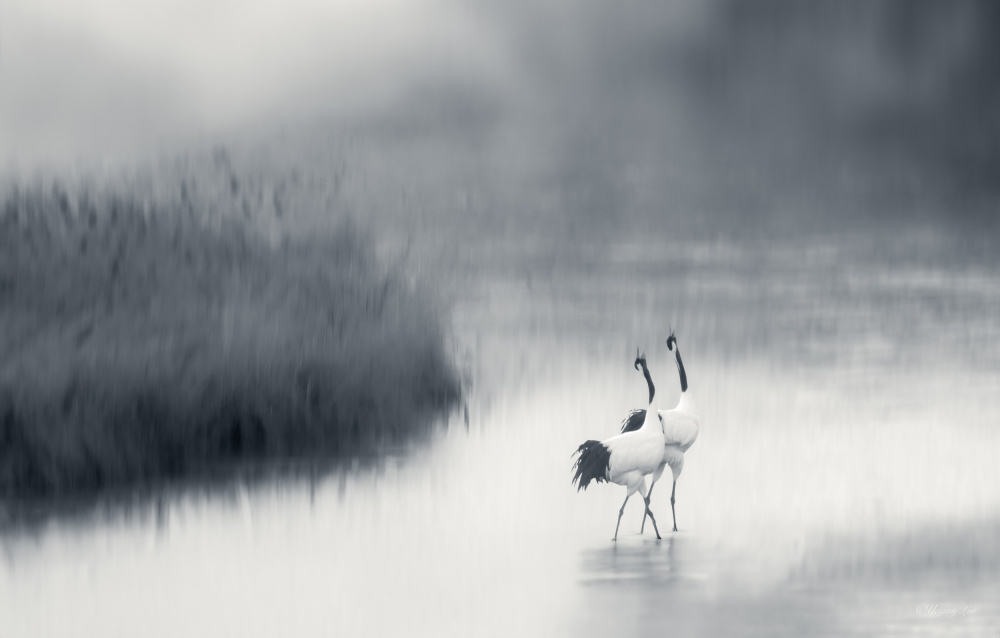 Graceful Cranes in Mist by Yanny Liu — canvas wall art