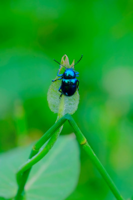 insect by New Impressionist