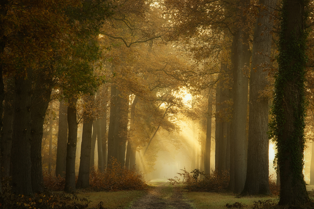 Golden Morning Forest Path by Ellen Borggreve — canvas wall art