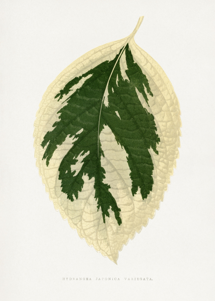 Hydrangea Japonica Variegata Leaf Illustration by Les Plantes a Feuillage Colore — canvas wall art