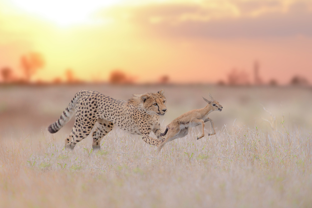Cheetah Gazelle Sunset Chase by Ozkan Ozmen / Big Lens Adventures — canvas wall art
