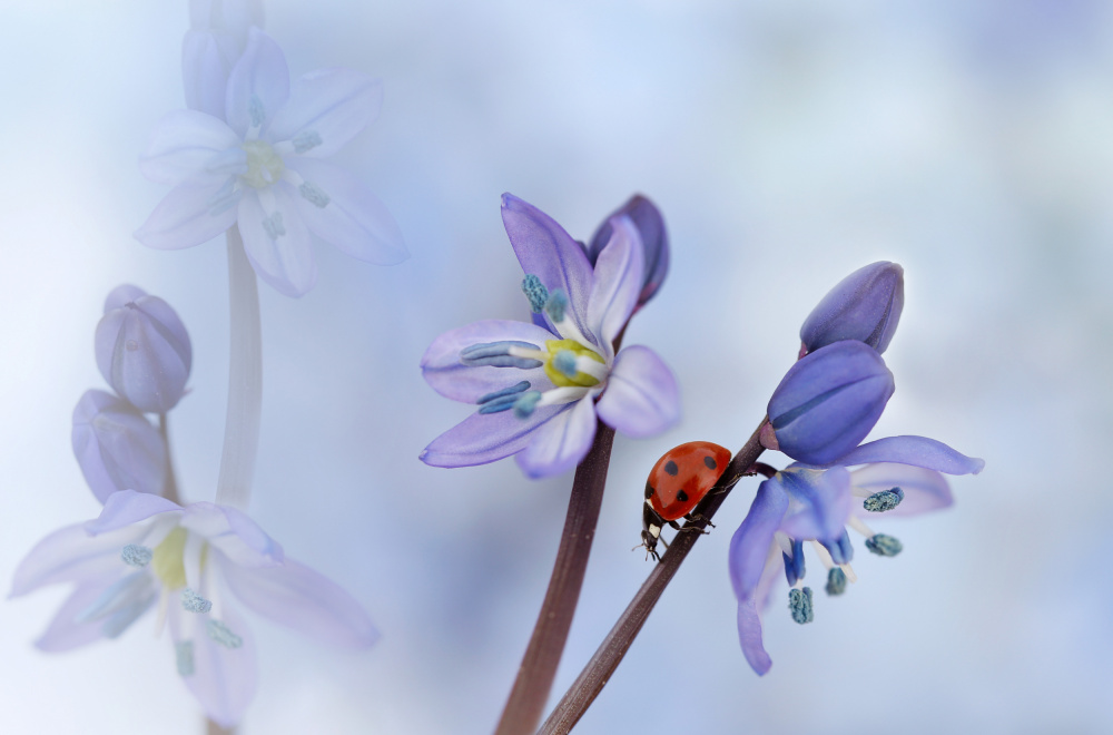 Ladybird with purple flowers by Ellen van Deelen — canvas wall art