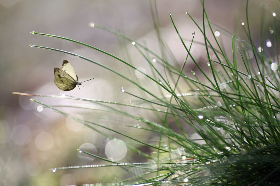 Morning Dew Butterfly by Anna Cseresnjes — canvas wall art