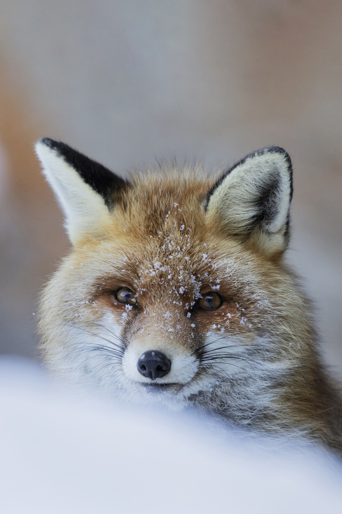 Snowy Fox Gaze by Paolo Bolla — canvas wall art