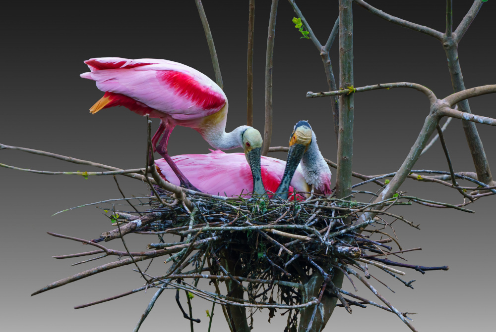 Nesting Pink Spoonbills by Serena Duan — canvas wall art