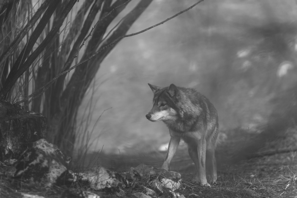 Misty Forest Wolf by Amir Bajrich — canvas wall art