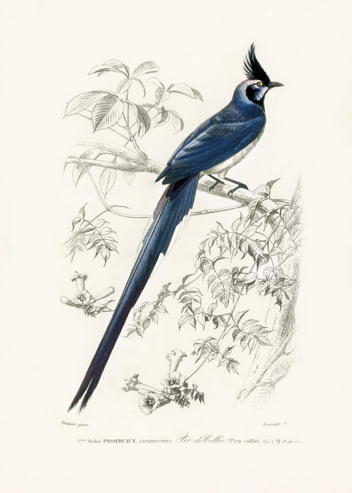 Black Throated Magpie Jay by Charles Dessalines D Orbigny — canvas wall art