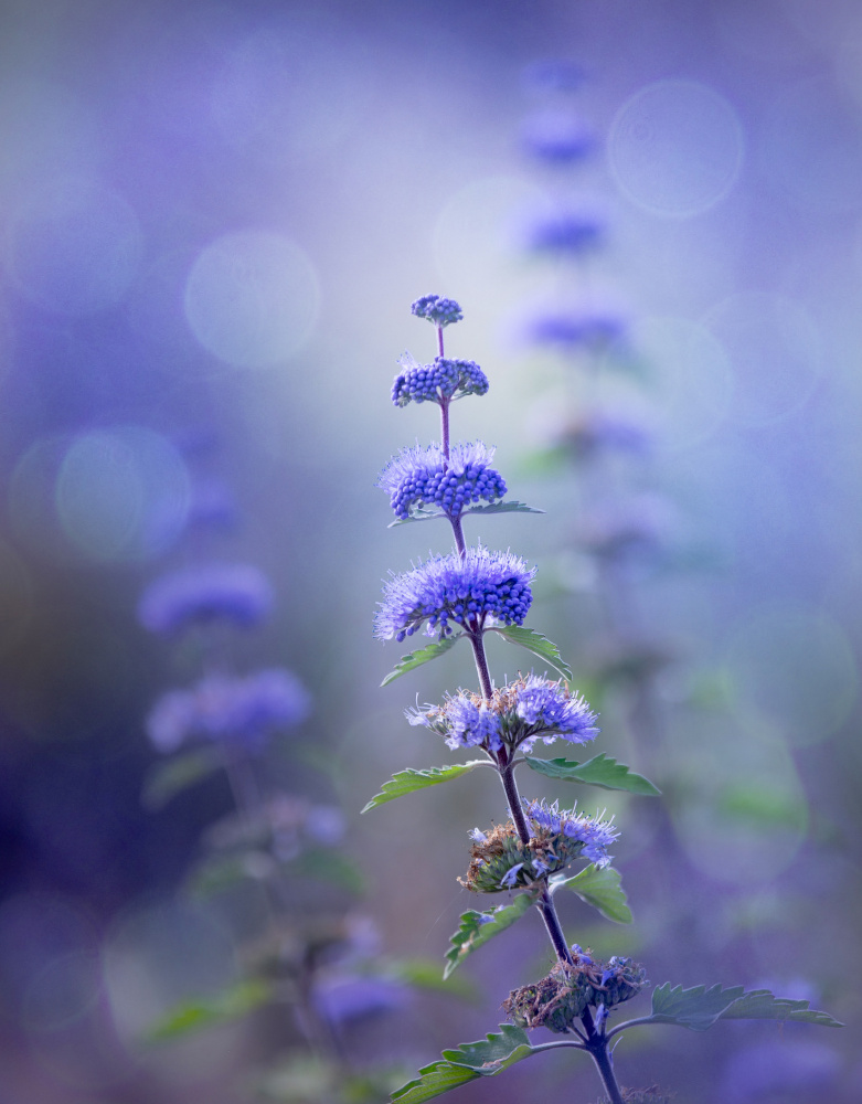 Purple Bokeh Dreams by YoungIl Kim — canvas wall art