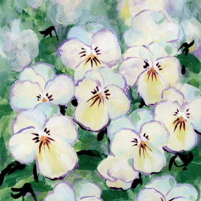Delicate Pansy Blooms