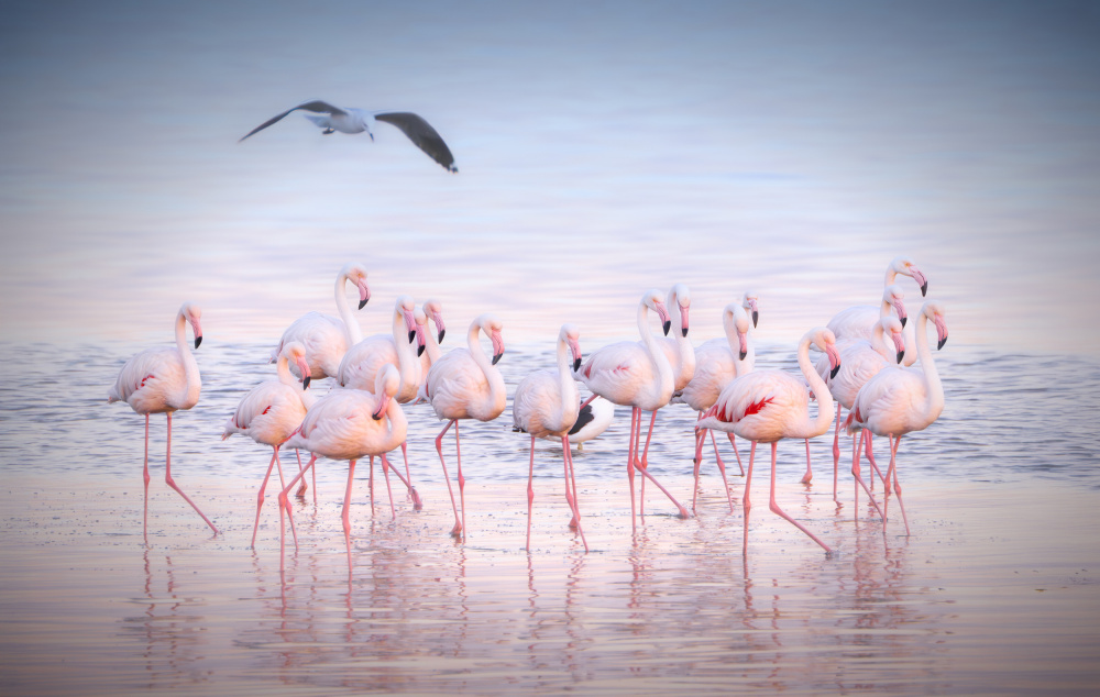 Graceful Pink Flamingos by Yun Gong — canvas wall art
