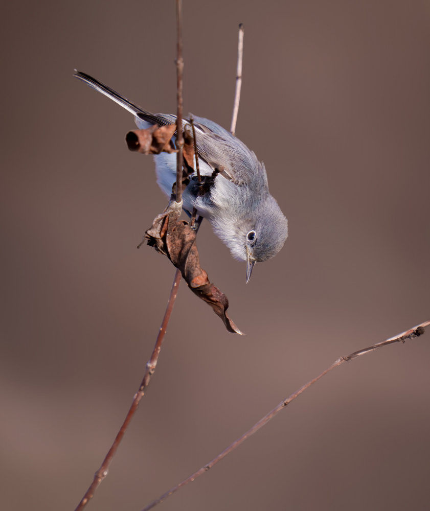 Blue-Grey Perched Bird by Serena Duan — canvas wall art