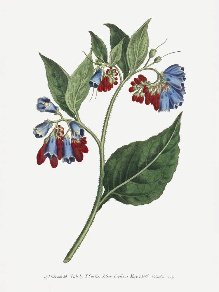 Symphyum Asperrim 1806   Flower Garden Displayed By Francis Sansom by Francis Sansom — canvas wall art