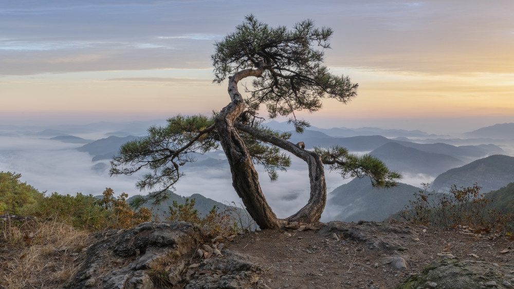 Sunrise Misty Mountain Tree by Jaeyoun Ryu — canvas wall art