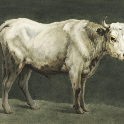 Standing Bull Painting