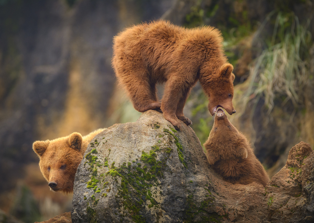 Playful Bear Cubs by Sergio Saavedra Ruiz — canvas wall art