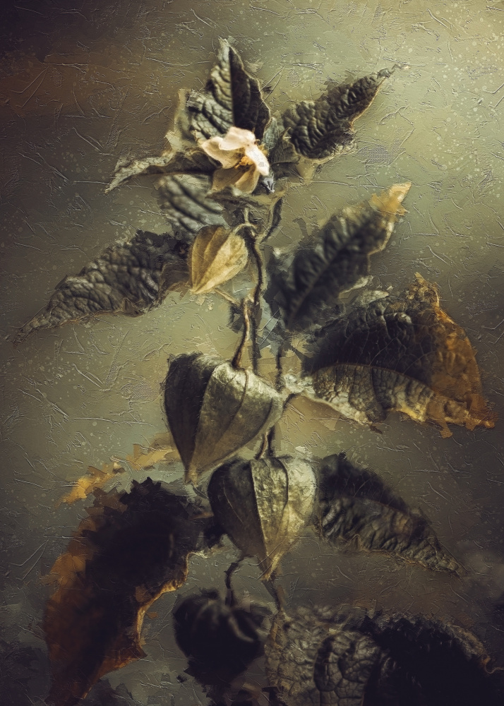 Vintage Botanical Lanterns by Kristina Zvinakeviciute — canvas wall art
