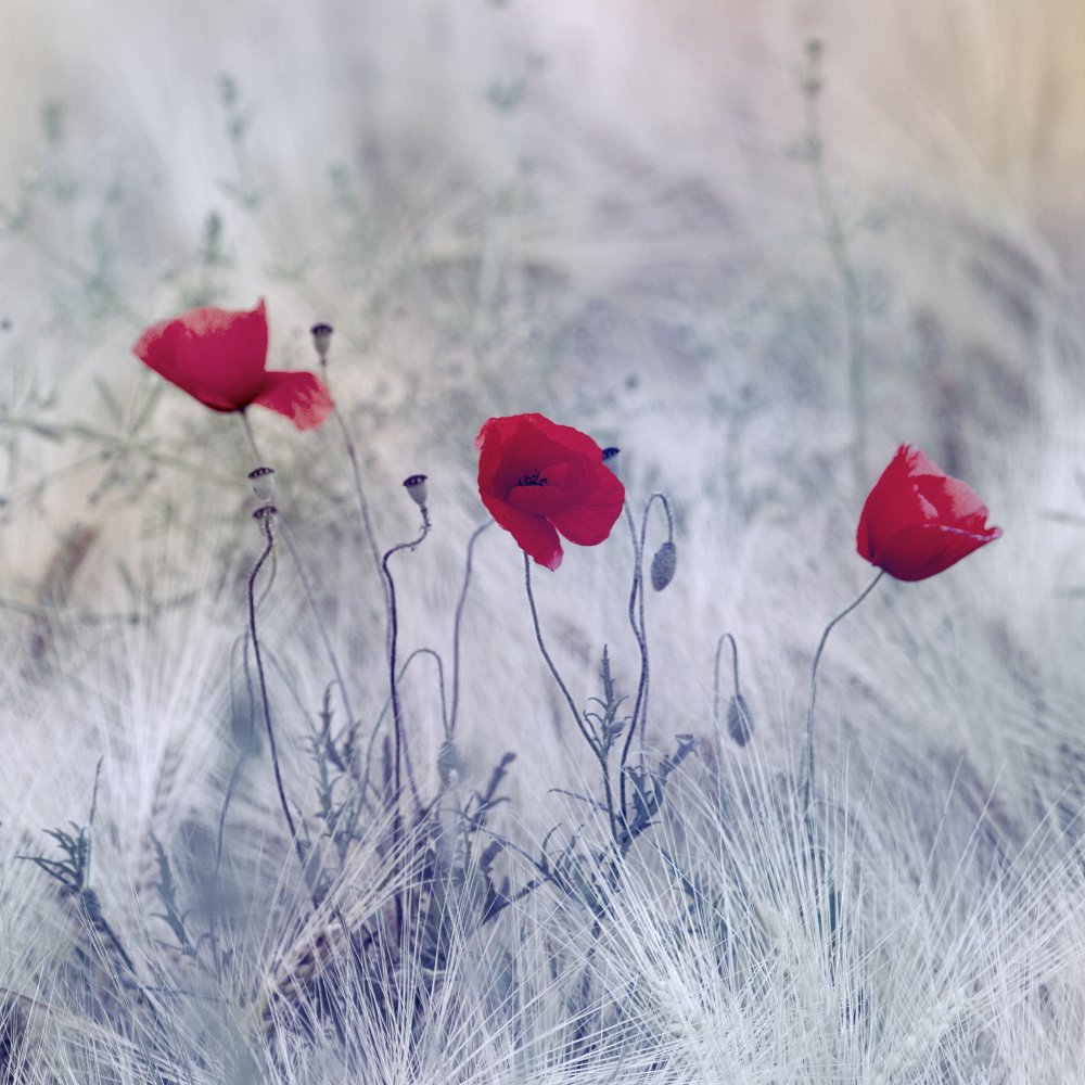 Dreamy Red Poppies by Benjamine Hullot Scalvenzi — canvas wall art